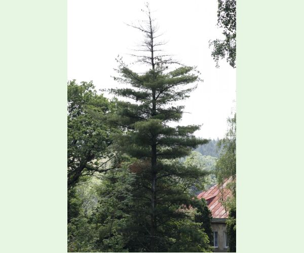 Mechúrnatka vejmutovková