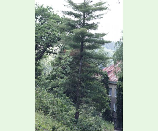 Mechúrnatka vejmutovková