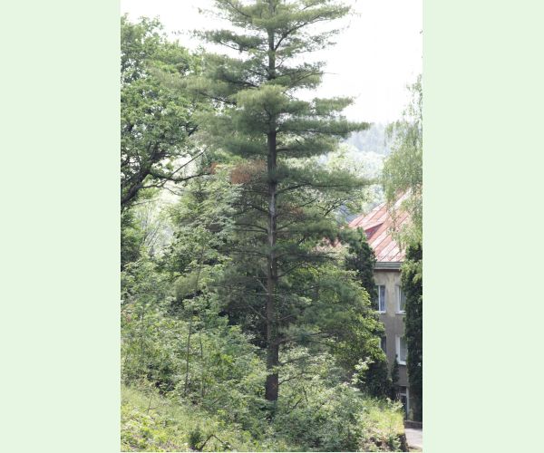 Mechúrnatka vejmutovková