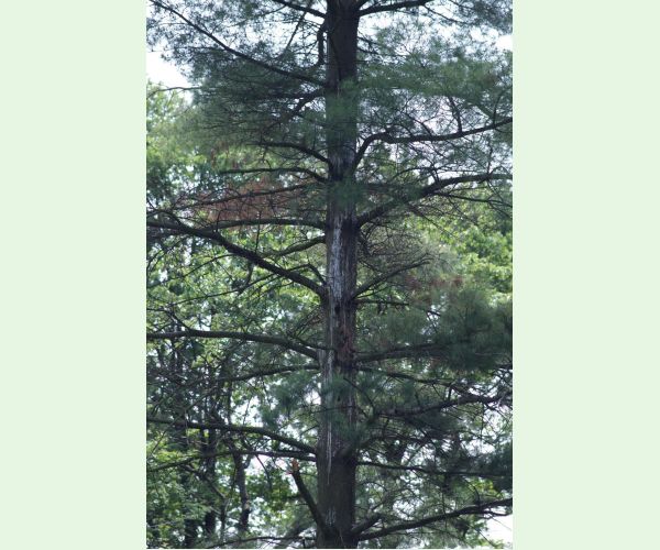 Mechúrnatka vejmutovková