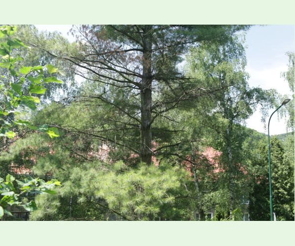 Mechúrnatka vejmutovková