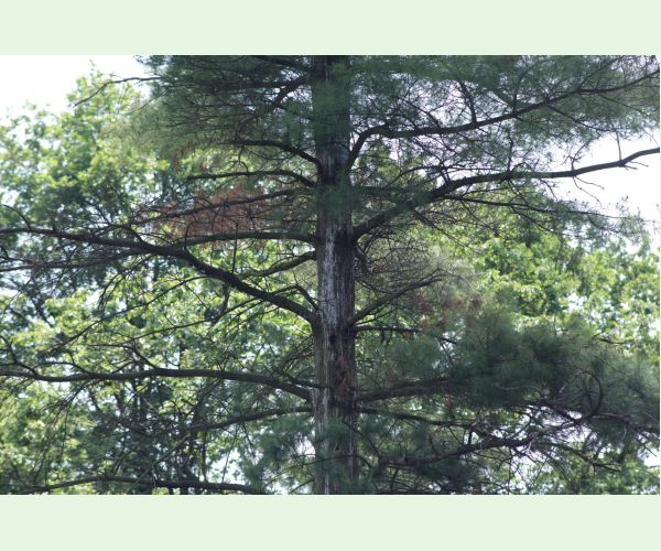 Mechúrnatka vejmutovková