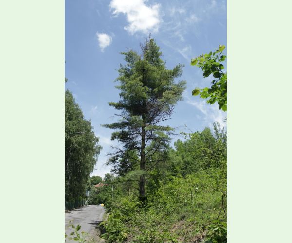 Mechúrnatka vejmutovková