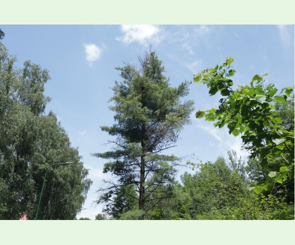 Mechúrnatka vejmutovková