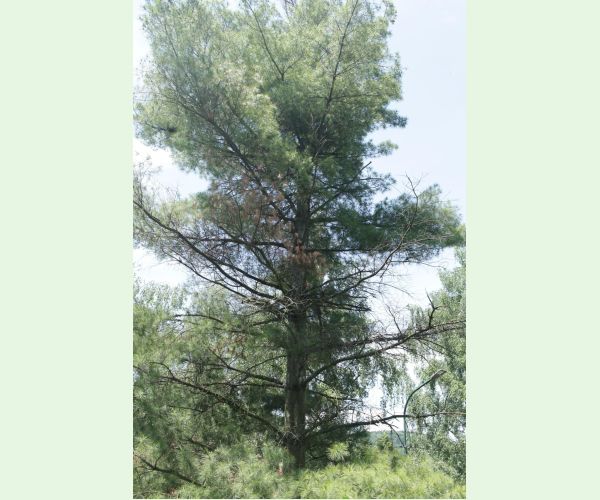 Mechúrnatka vejmutovková