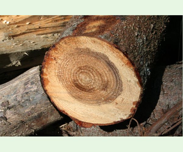 Koreňovka vrstevnatá