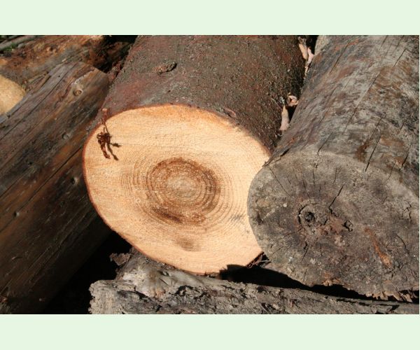 Koreňovka vrstevnatá