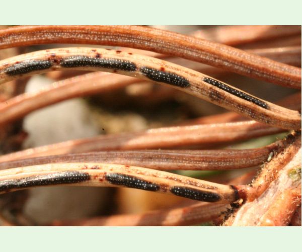 Štrbinovka smreková