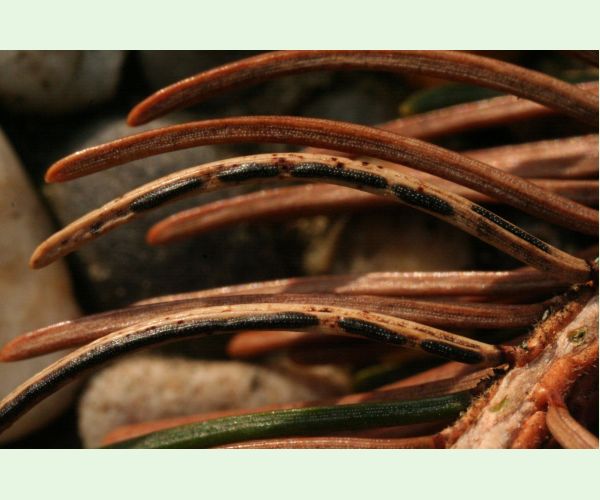 Štrbinovka smreková