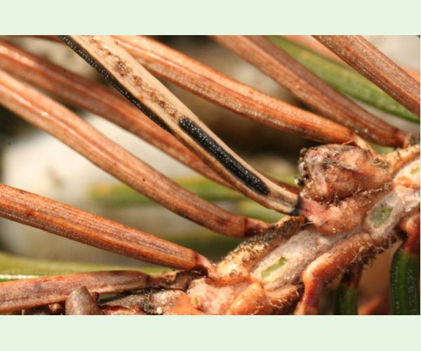 Štrbinovka smreková