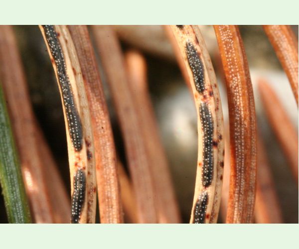 Štrbinovka smreková