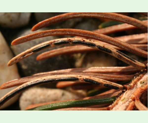 Štrbinovka smreková