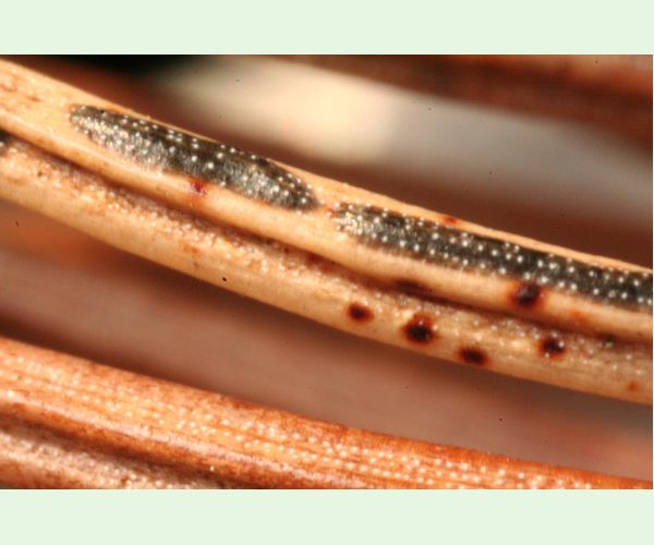 Štrbinovka smreková