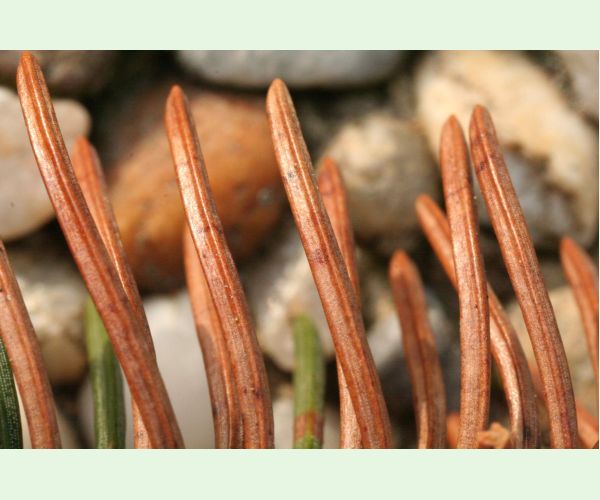 Štrbinovka smreková