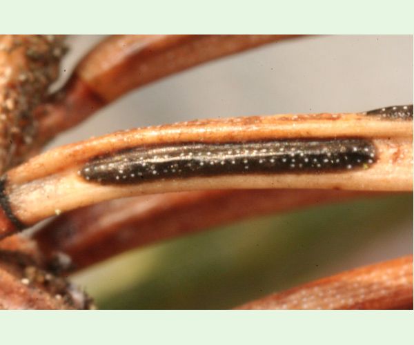 Štrbinovka smreková