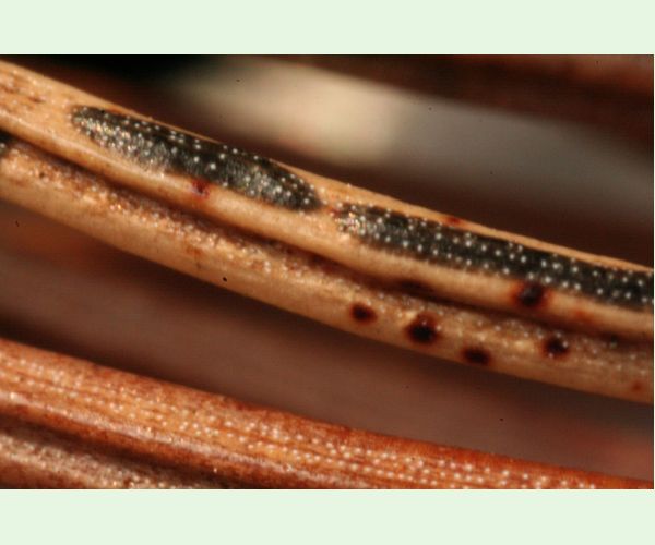 Štrbinovka smreková