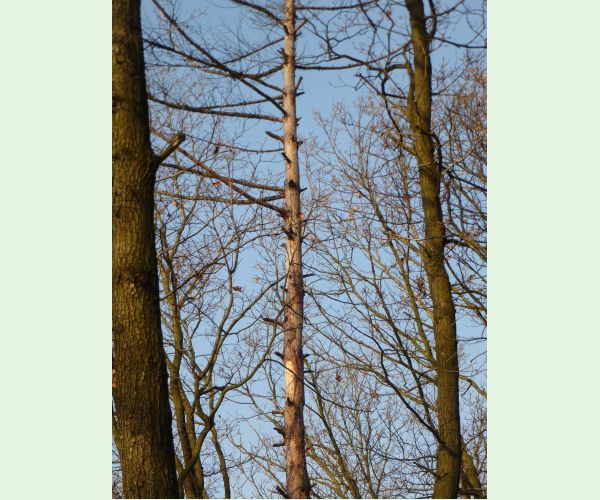 Lykožrút smrekovcový