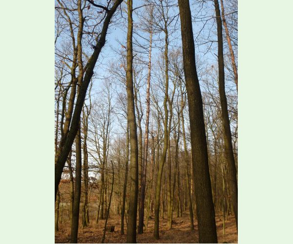 Lykožrút smrekovcový