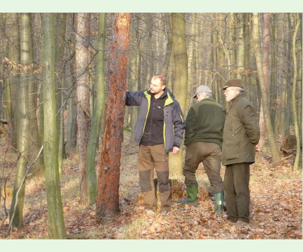 Lykožrút smrekovcový