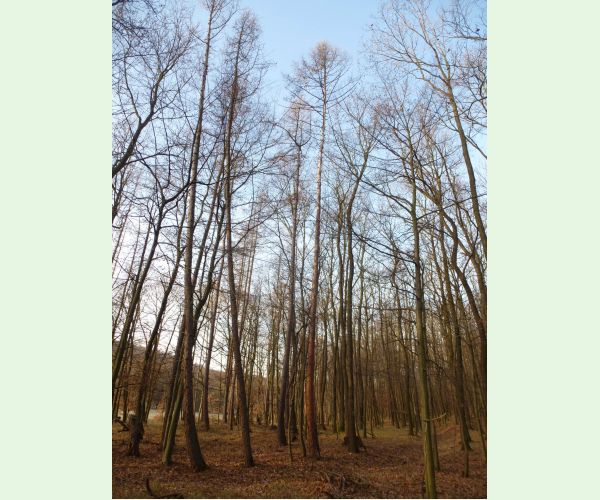 Lykožrút smrekovcový