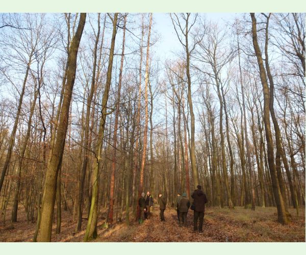 Lykožrút smrekovcový