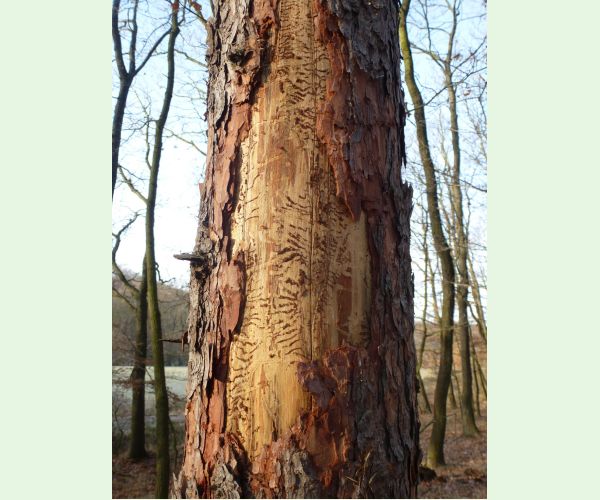 Lykožrút smrekovcový