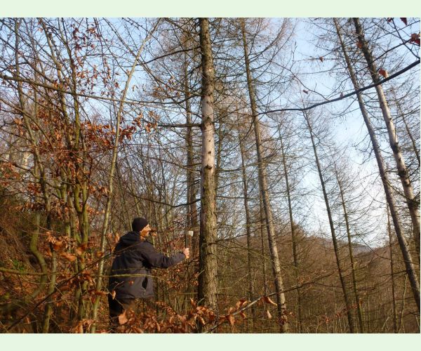 Lykožrút smrekovcový