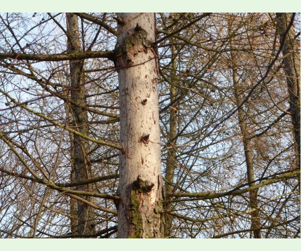 Lykožrút smrekovcový