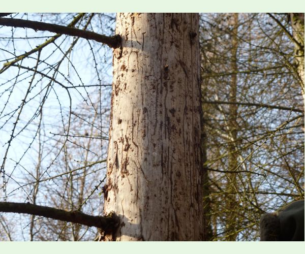 Lykožrút smrekovcový