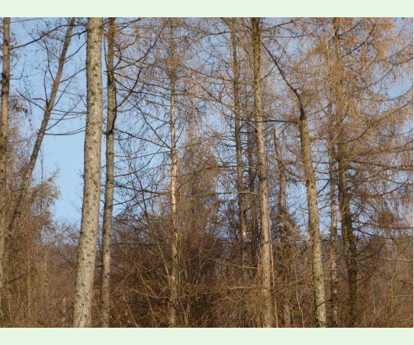 Lykožrút smrekovcový