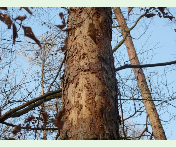 Lykožrút smrekovcový