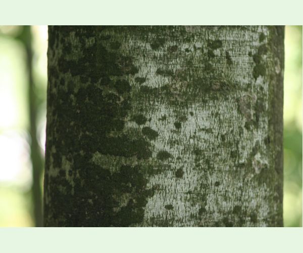 Dvojpustulovka drsná