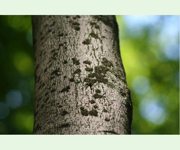 Dvojpustulovka drsná