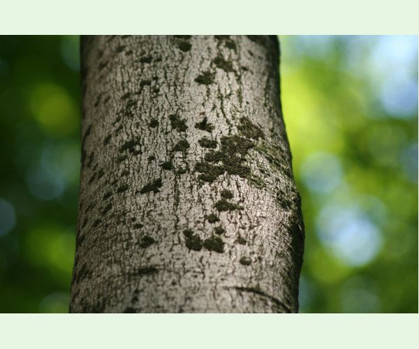 Dvojpustulovka drsná