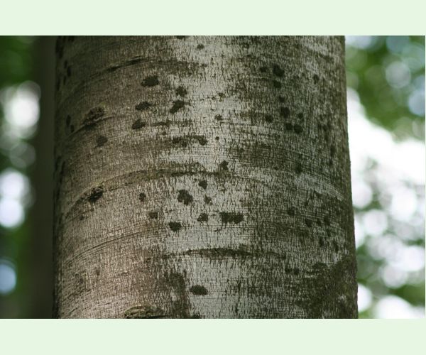 Dvojpustulovka drsná