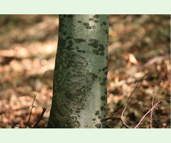 Dvojpustulovka drsná