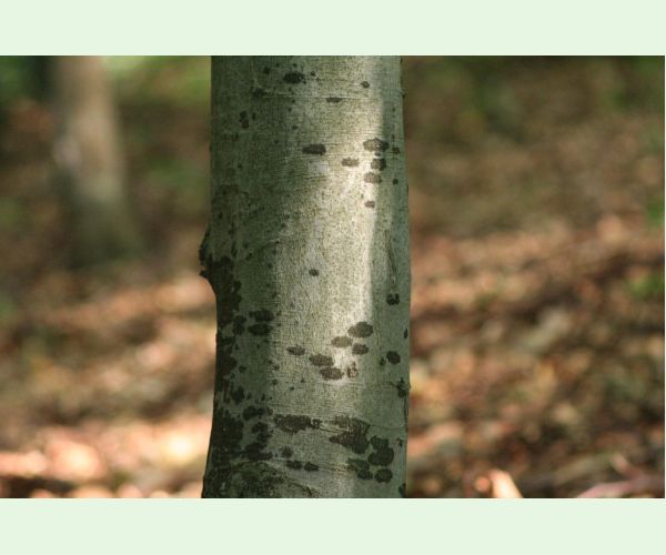 Dvojpustulovka drsná