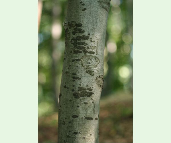 Dvojpustulovka drsná