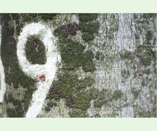 Dvojpustulovka drsná