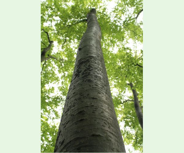 Dvojpustulovka drsná