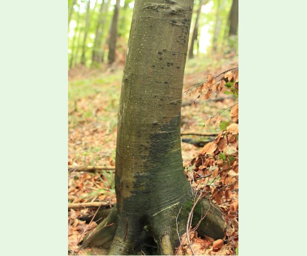 Dvojpustulovka drsná