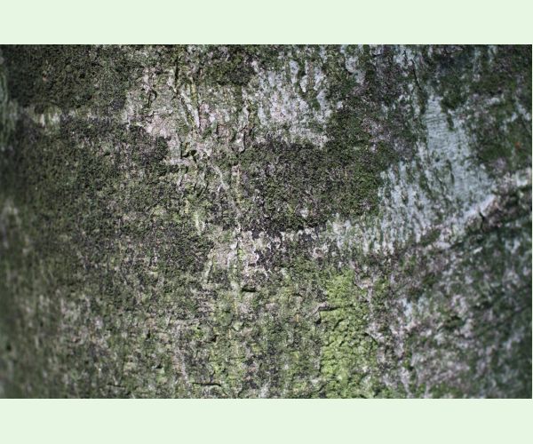 Dvojpustulovka drsná