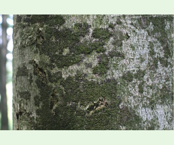 Dvojpustulovka drsná