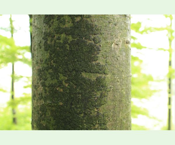 Dvojpustulovka drsná