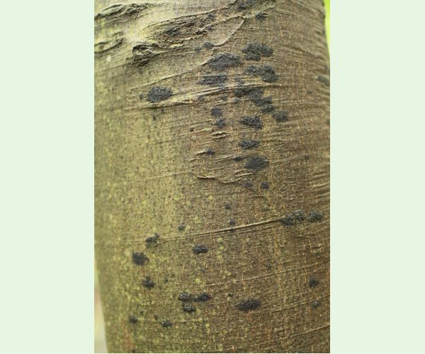 Dvojpustulovka drsná