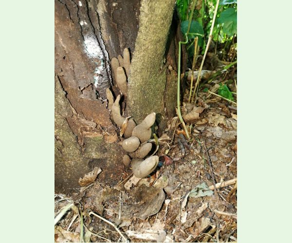 Drevnatec kyjakovitý