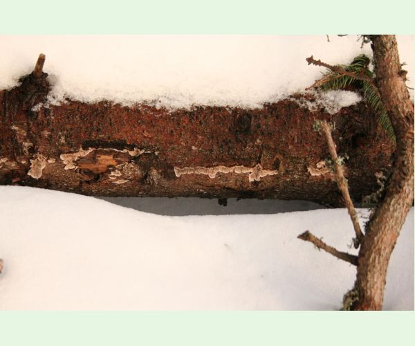 Pevník červenejúci