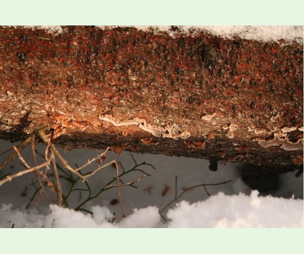 Pevník červenejúci