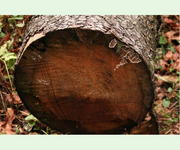 Pevník červenejúci