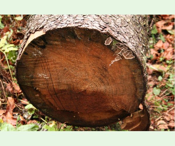 Pevník červenejúci